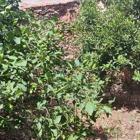 Benedetto Villa